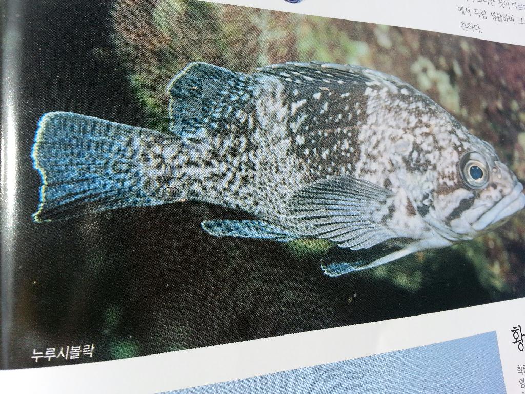 버디/이주호님 - OK다이브리조트 - 스몰 케이브/작은동굴^^