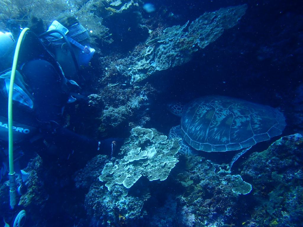 조류다이빙  굉장히 아름다운곳 - 보홀 발리카삭 - 루디스 락