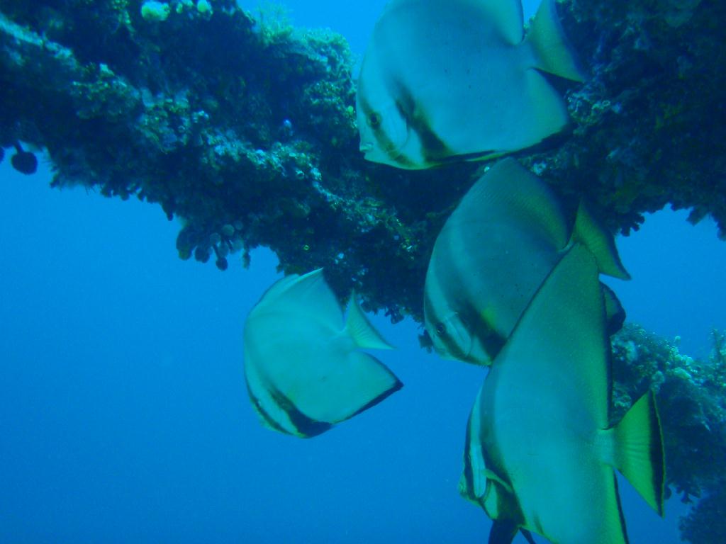 deep &  - SM Resort Anilao - phillippines - Dive&Trek