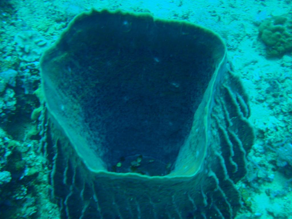 Fun dive - SM Resort Anilao - phillippines - Aphol