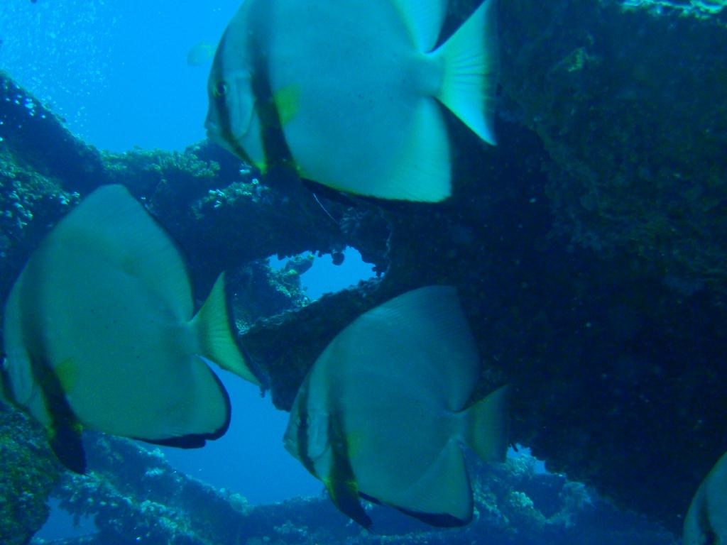 deep &  - SM Resort Anilao - phillippines - Dive&Trek