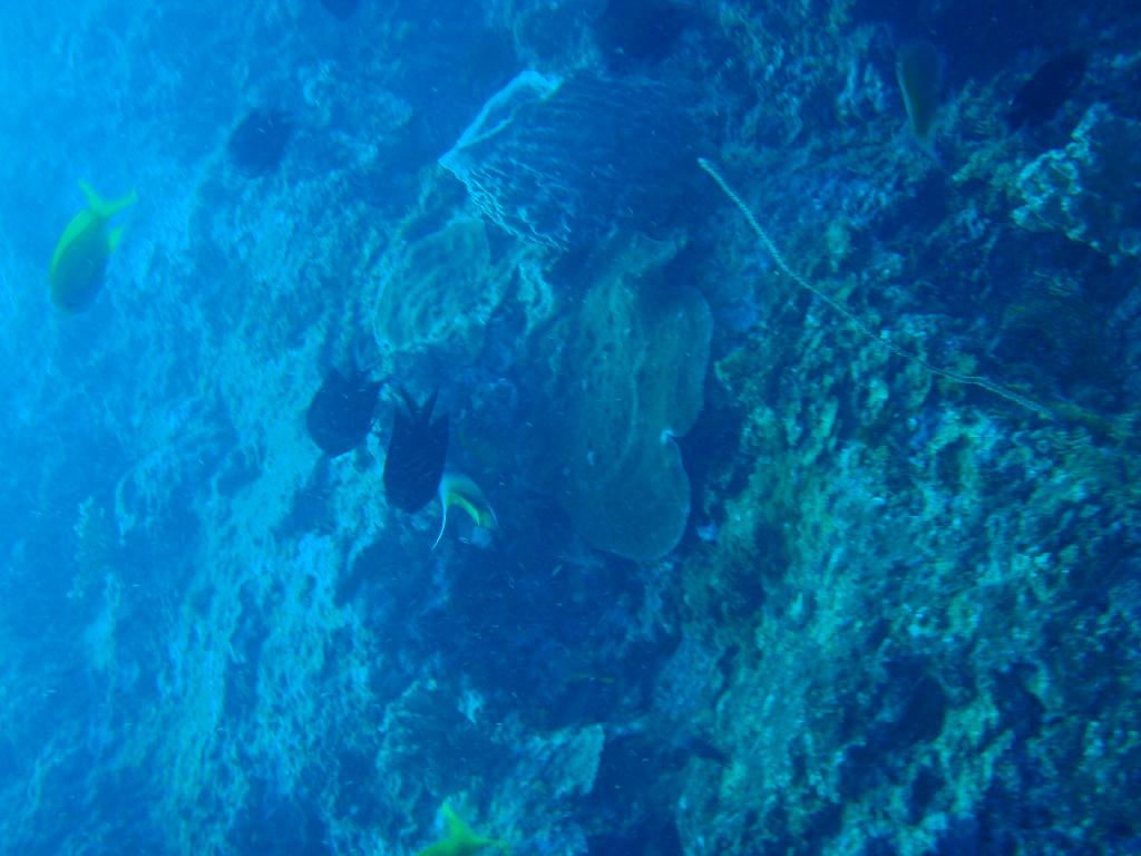 Fun dive - SM Resort Anilao - phillippines - Aphol