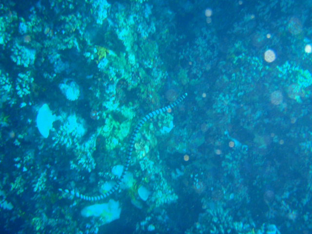 Fun dive - SM Resort Anilao - phillippines - Aphol