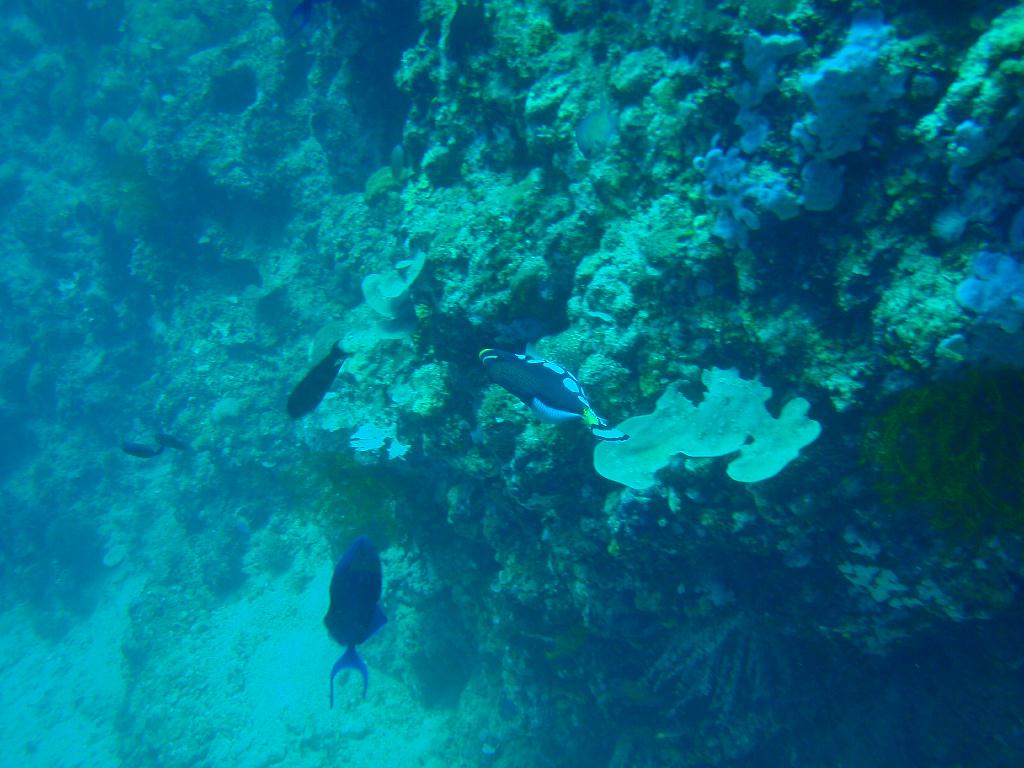 Fun dive - SM Resort Anilao - phillippines - Bthelehem
