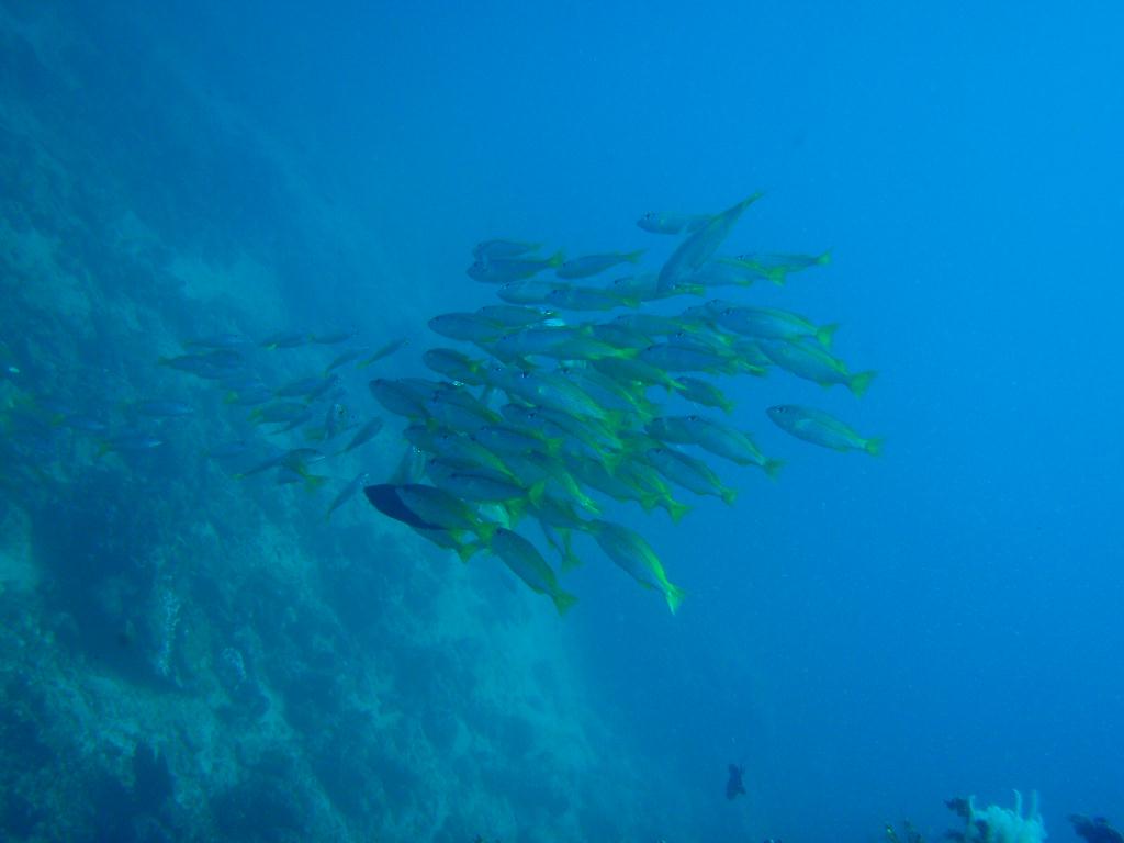 Fun dive - SM Resort Anilao - phillippines - Bthelehem