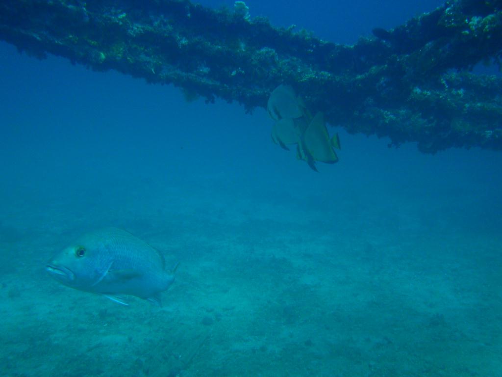 deep &  - SM Resort Anilao - phillippines - Dive&Trek