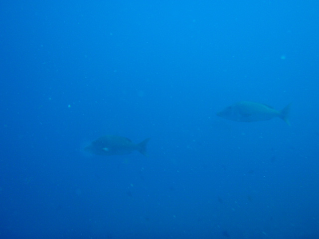 Fun dive - SM Resort Anilao - phillippines - Mainit