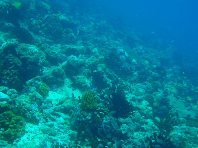 Fun dive - SM Resort Anilao - phillippines - Bthelehem