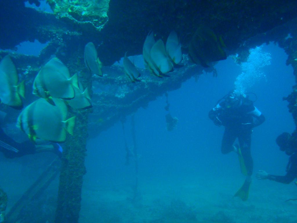 deep &  - SM Resort Anilao - phillippines - Dive&Trek