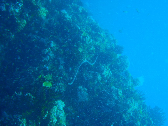 Fun dive - SM Resort Anilao - phillippines - Bthelehem