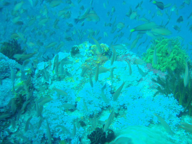 Fun dive - SM Resort Anilao - phillippines - Ligpo cave