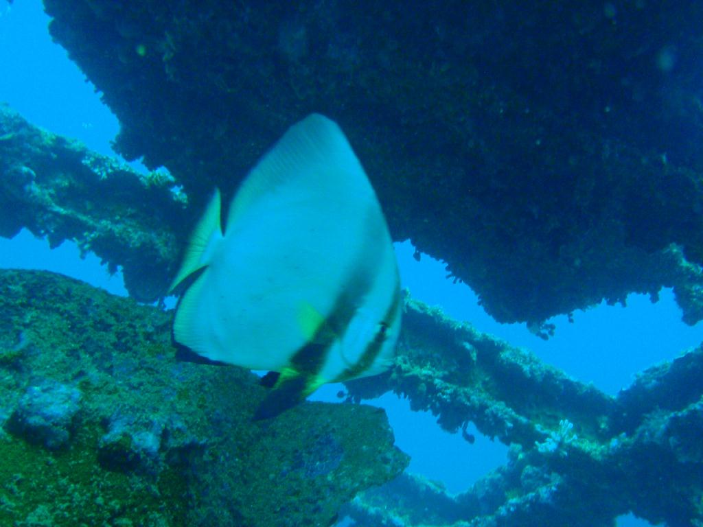 deep &  - SM Resort Anilao - phillippines - Dive&Trek