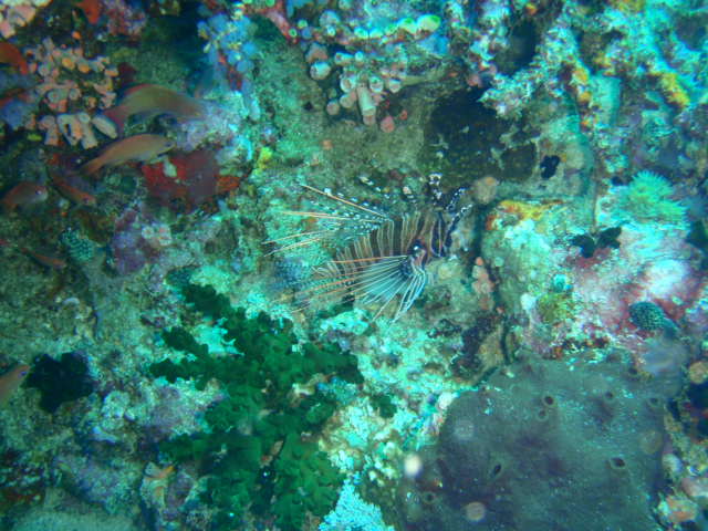 Fun dive - SM Resort Anilao - phillippines - Mainit