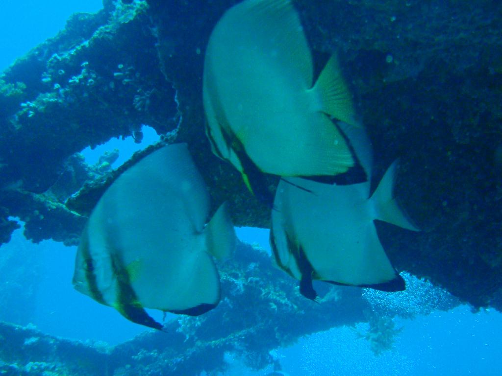 deep &  - SM Resort Anilao - phillippines - Dive&Trek