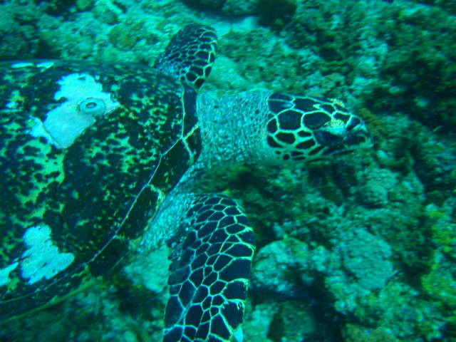 Fun dive - SM Resort Anilao - phillippines - Bthelehem