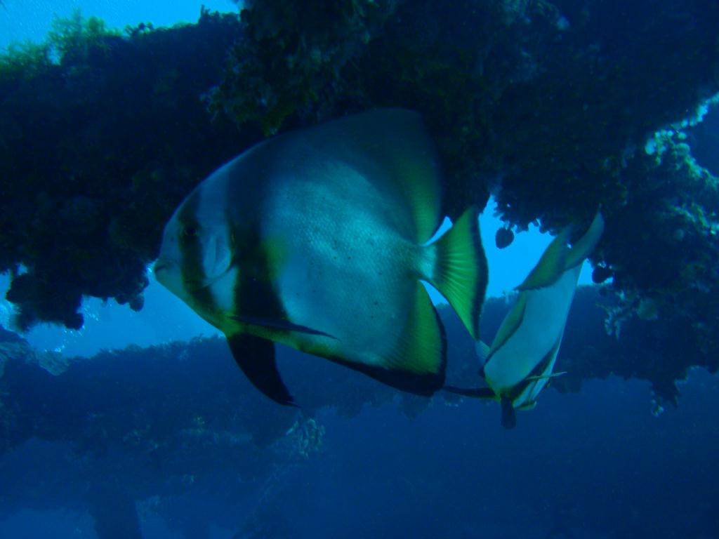 deep &  - SM Resort Anilao - phillippines - Dive&Trek