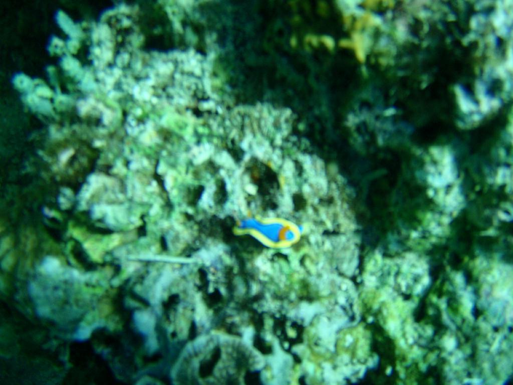 Fun dive - SM Resort Anilao - phillippines - Ligpo cave