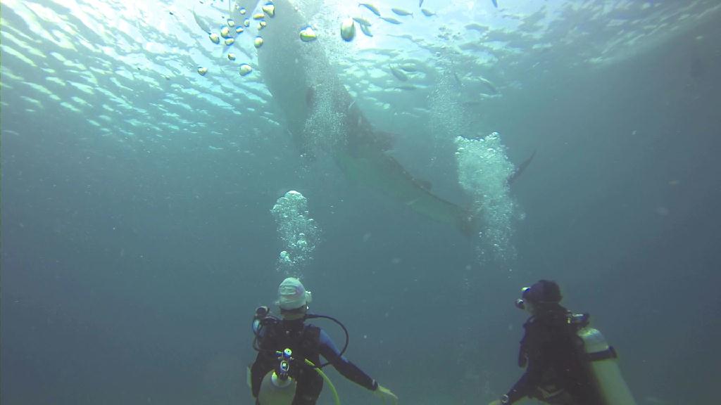 세부 릴로안 오슬롭 - 고래상어
