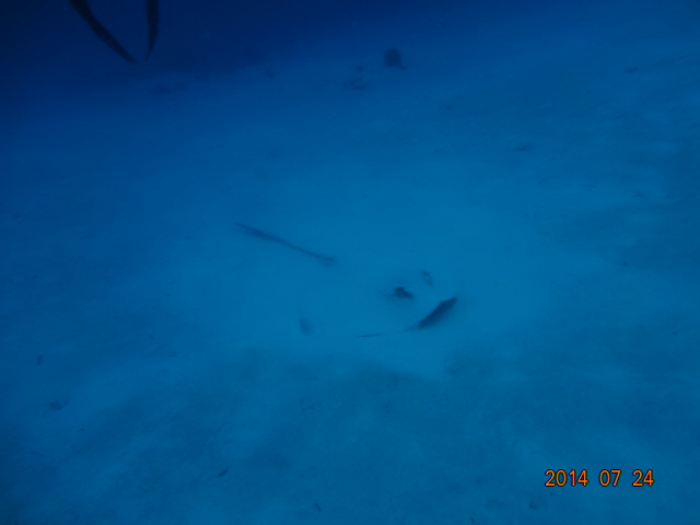 다이빙 투어 - 팔라우 - buoy 6