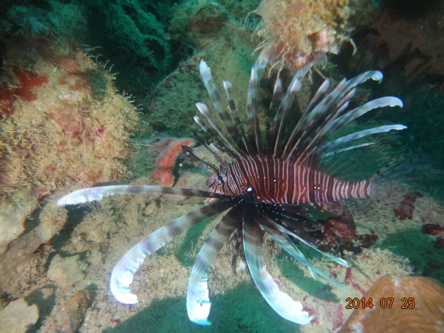 다이빙 투어 - 팔라우 - buoy 6