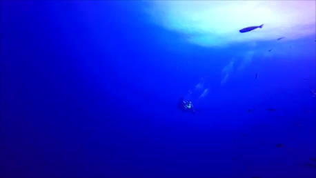 팔라우 - 블루코너  조류다이빙 - 팔라우 - Blue Corner