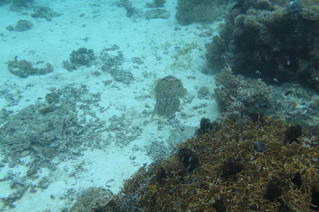 Anilao, PHILIPPINES - Cathedral Rock