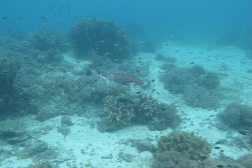 Anilao,PHILIPPINES - Mainit