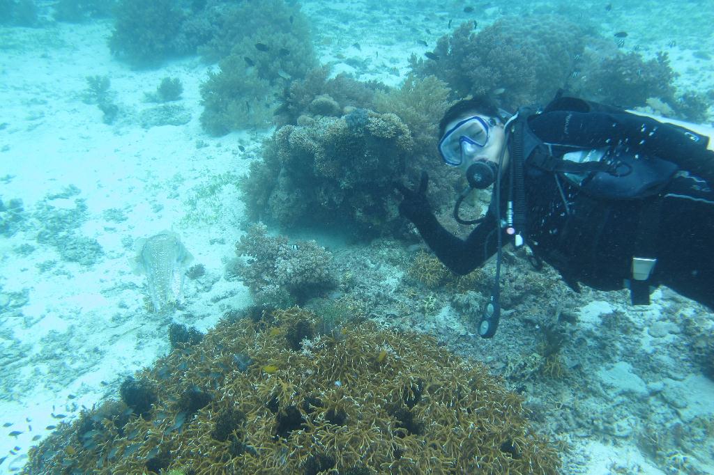 Anilao, PHILIPPINES - Cathedral Rock