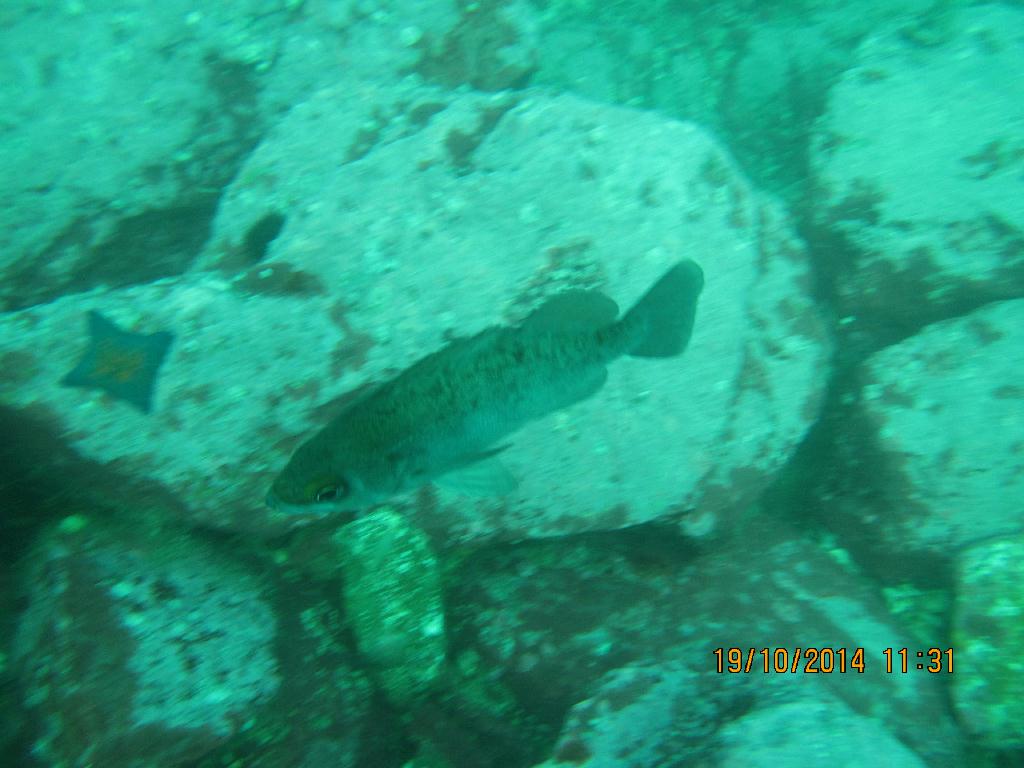 청진  - 청진 왕돌