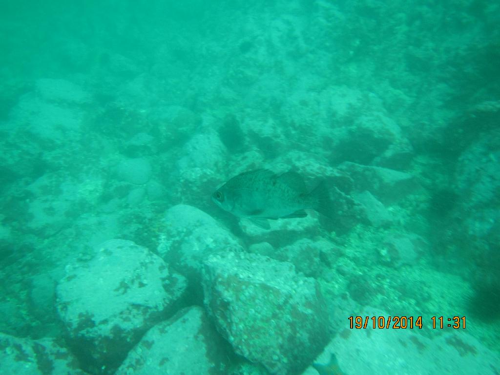 청진  - 청진 왕돌