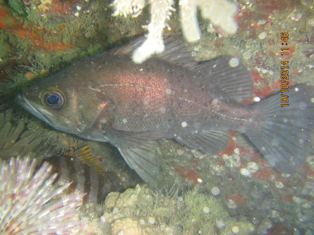 청진  - 청진 왕돌