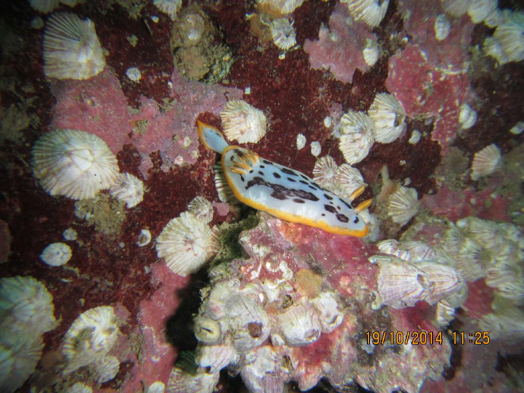 청진  - 청진 왕돌