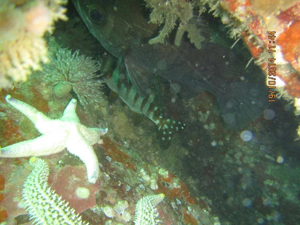 청진  - 청진 왕돌