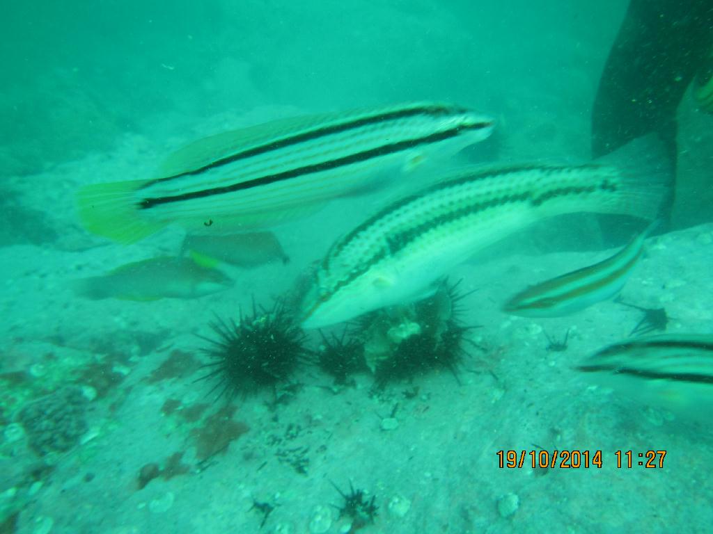 청진  - 청진 왕돌