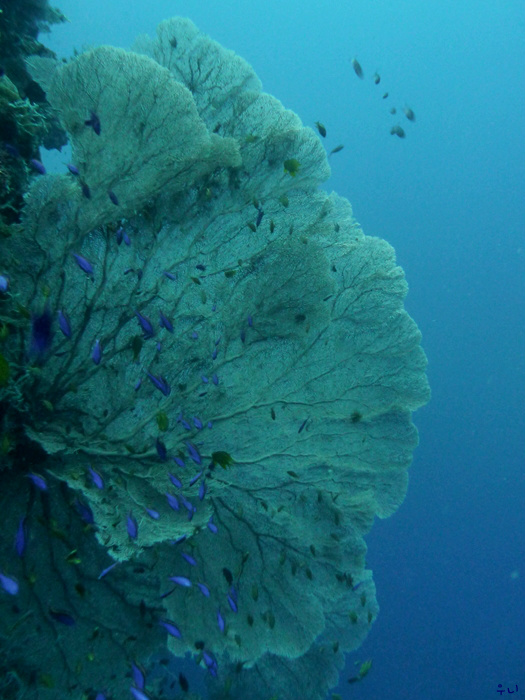 세부 보홀 디퍼다이브 - 발리카삭 블래코랄포레스트