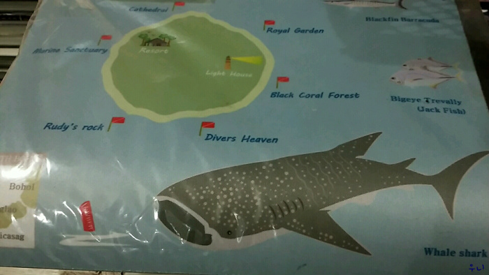 세부 보홀 디퍼다이브 - 발리카삭 블래코랄포레스트