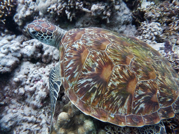 세부 보홀 디퍼다이브 - 발리카삭 블래코랄포레스트