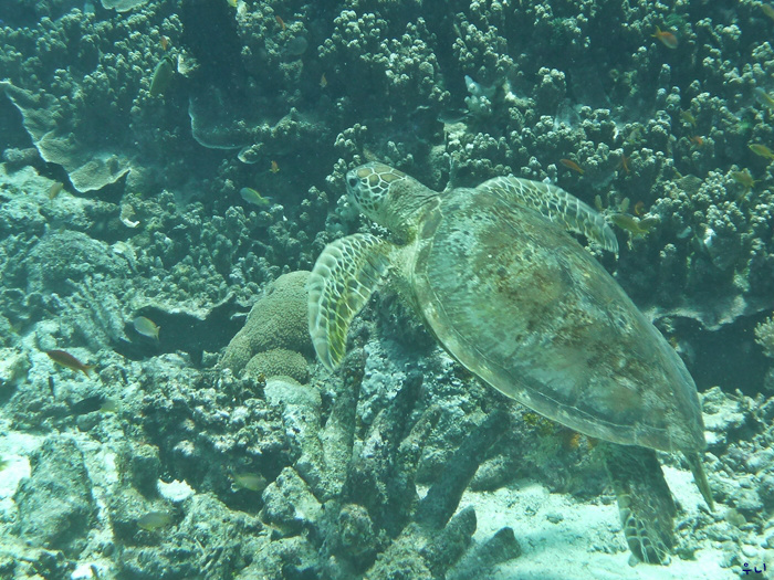 세부 보홀 디퍼다이브 - 발리카삭 다이버스헤븐