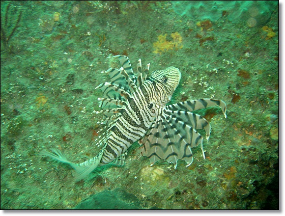 김준형과 함께, - 서귀포 문섬 새끼섬 - 동쪽 직벽, 