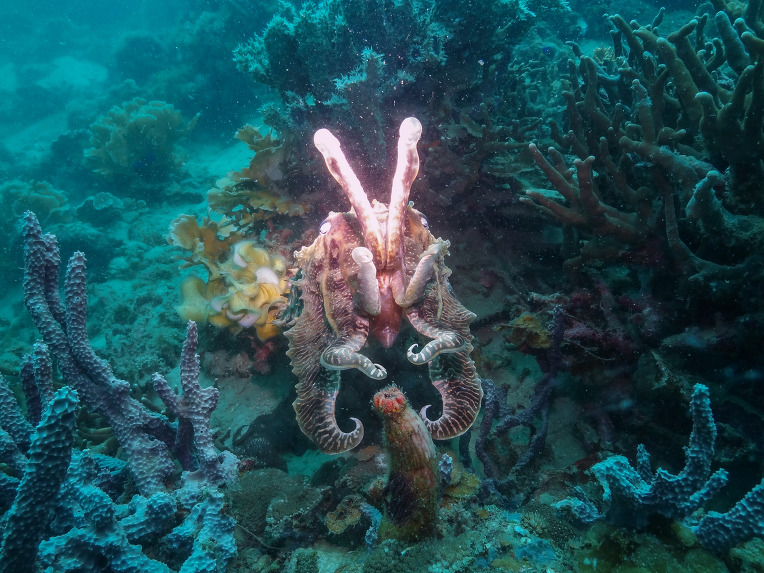 산호 다이빙 - 팔라완 코론(산호다이브 리조트) - 루송 건보트(Lusong Gunboat)