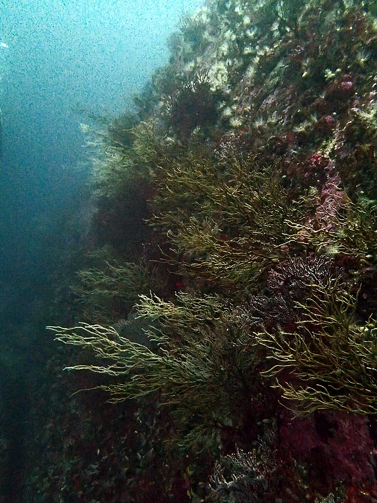 Fun Diving - 강원도 고성 청간정 리조트 (http://cafe.naver.com/gooddive) - 신규 포인트