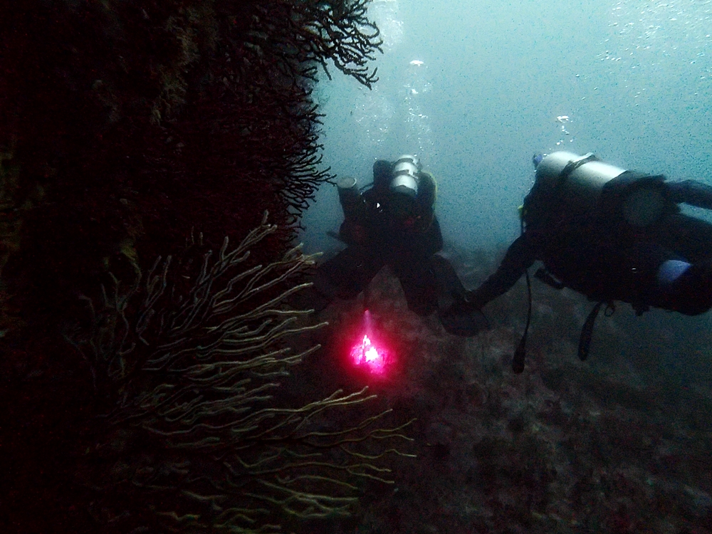 Fun Diving - 강원도 고성 청간정 리조트 (http://cafe.naver.com/gooddive) - 신규 포인트