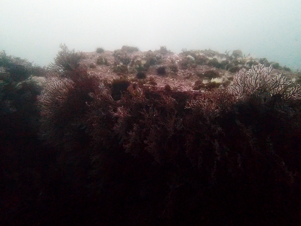 Fun Diving - 강원도 고성 청간정 리조트 (http://cafe.naver.com/gooddive) - 신규 포인트