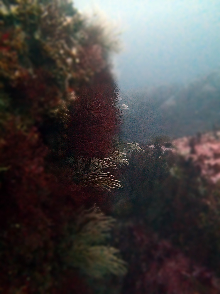 Fun Diving - 강원도 고성 청간정 리조트 (http://cafe.naver.com/gooddive) - 신규 포인트 