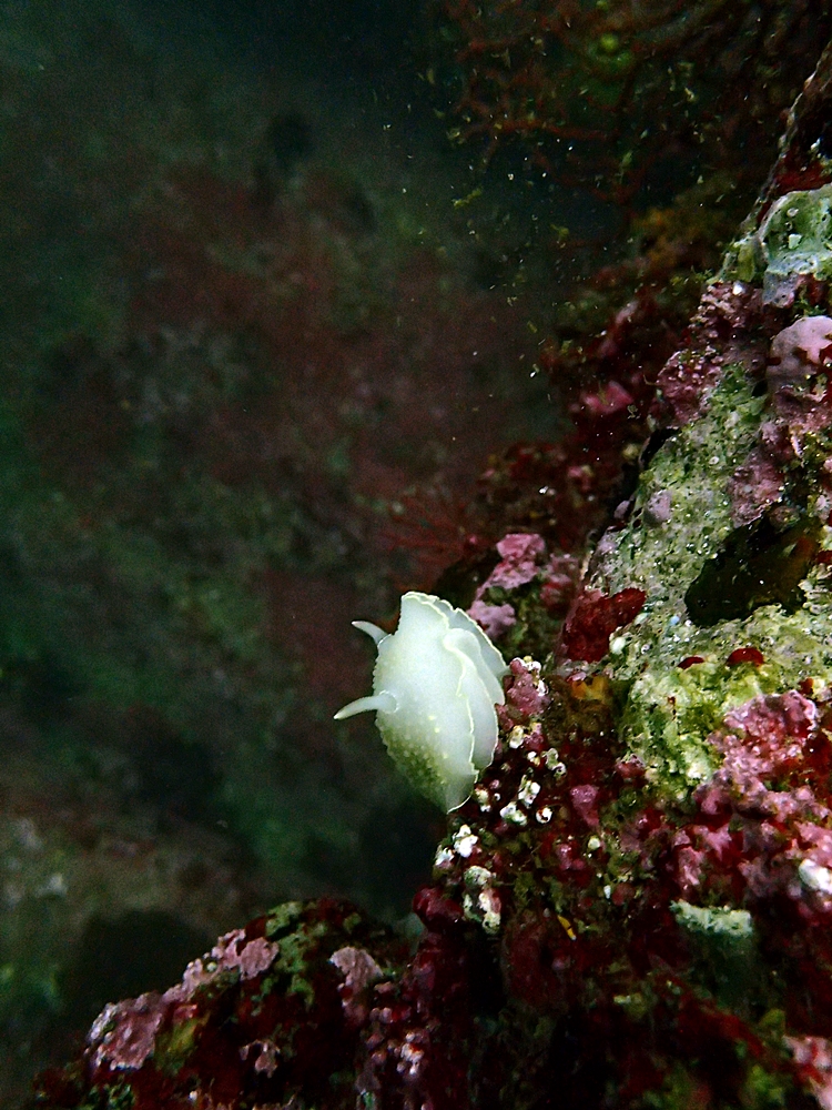 Fun Diving - 강원도 고성 청간정 리조트 (http://cafe.naver.com/gooddive) - 인공어초