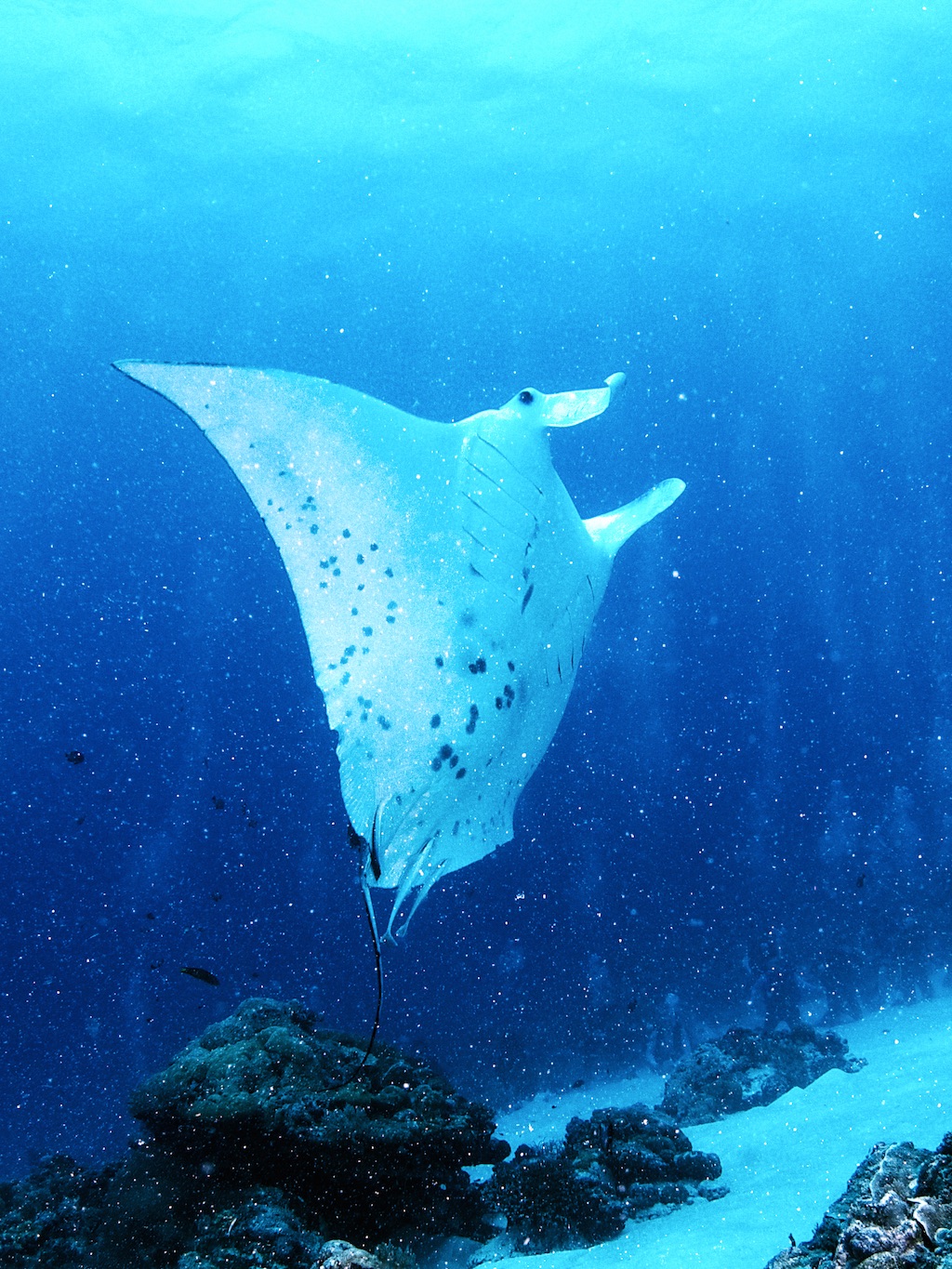 펀 다이빙 - 팔라우 - GERMAN CHANNEL