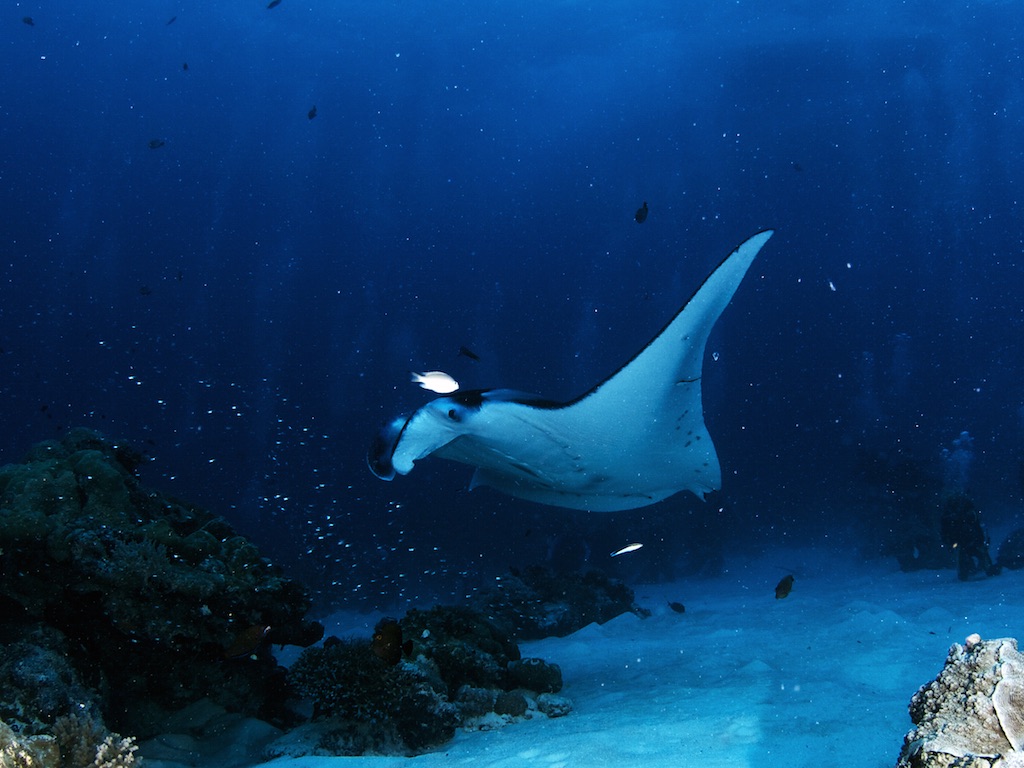 펀 다이빙 - 팔라우 - GERMAN CHANNEL