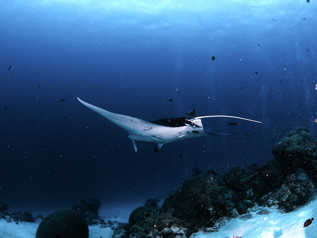 펀 다이빙 - 팔라우 - GERMAN CHANNEL