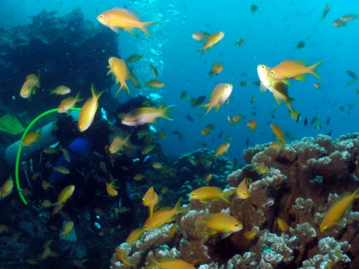 펀다이빙 - 필리핀 세부 건우다이브리조트 - 수밀론