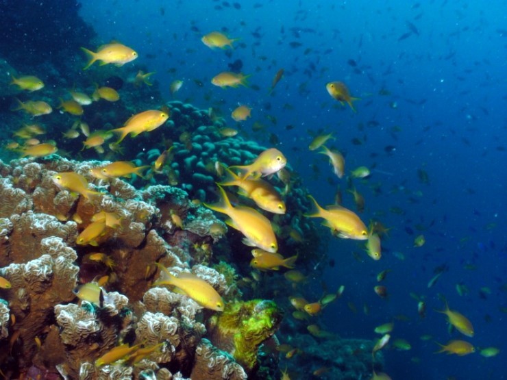 펀다이빙 - 필리핀 세부 건우다이브리조트 - 수밀론